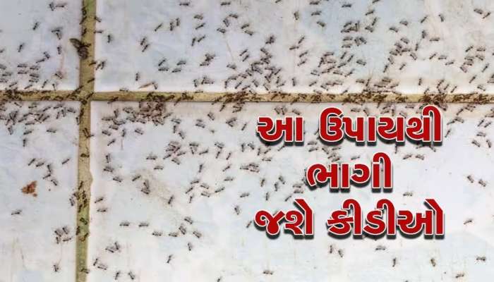 તમારા ઘરમાં જોવા મળે છે કીડીઓનો ત્રાસ, સમસ્યાથી છુટકારો મેળવવા અજમાવો આ 5 નુસ્ખા