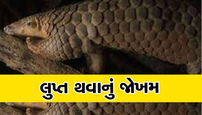 સેક્સની દવાઓના નામ પર જંગલમાંથી ચોરી થઈ રહ્યું છે આ પ્રાણી, લાખોમાં વેચાય છે માંસ