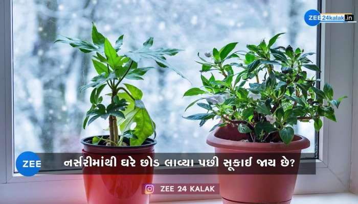 નર્સરીમાંથી ઘરે છોડ લાવ્યા પછી સૂકાઈ જાય છે? સૂકાતા બચાવવા હોય તો જાણી લો આ વાતો..