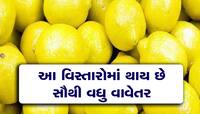 દેશભરમાં કેમ મોખરે છે મહેસાણી લીંબુની ખટાશ, શું છે એવી ખાસિયત કે અન્ય દેશોમાં પણ...