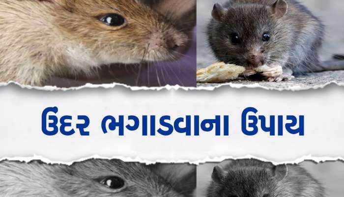 Rodents Control: ઘરમાં જોવા મળે છે ઉંદરનો ત્રાસ, આ ઉપાય કરો તુરંત ભાગી જશે