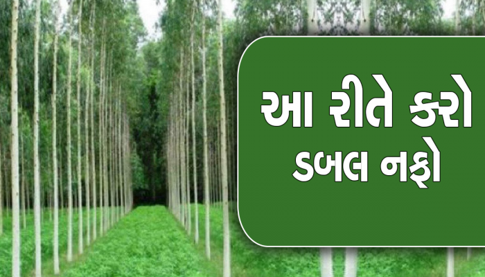 Profitable Farming: માત્ર 5 વર્ષમાં ખેડૂતો બની શકે છે કરોડપતિ, એકવાર આ વૃક્ષો વાવો અને થઈ જાઓ ટેન્શન ફ્રી