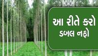 માત્ર 5 વર્ષમાં ખેડૂતો બની શકે છે કરોડપતિ, આ વૃક્ષો વાવો અને થઈ જાઓ ટેન્શન ફ્રી