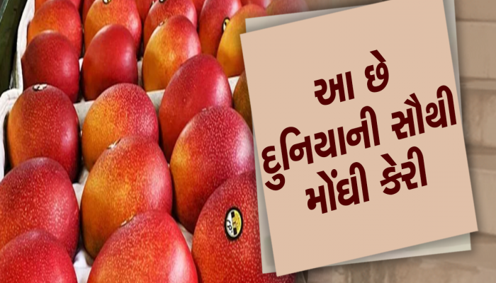 Expensive Mango: દુનિયાની સૌથી મોંઘી કેરી, કિંમત સાંભળીને તમારા પગ નીચેથી સરકી જશે જમીન!