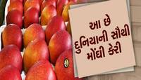 દુનિયાની સૌથી મોંઘી કેરી, કિંમત સાંભળીને તમારા પગ નીચેથી સરકી જશે જમીન!
