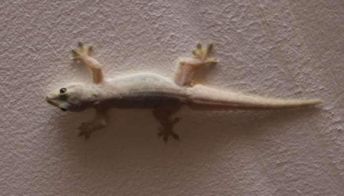 Lizard Indication: જાણો ઘરમાં ગરોળી હોવી શુભ કે અશુભ?