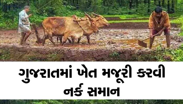 ગુજરાતમાં ખેત મજૂરી કરવી નર્ક સમાન : આખો દી માટીમાં કામ કરવાના મળે છે આટલા રૂપિયા