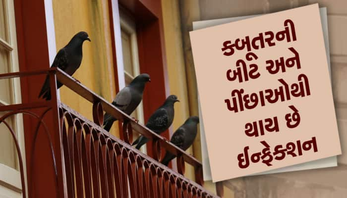 કબૂતરોએ બાલ્કનીમાં મચાવી રાખી છે ગંધ : આ ઉપાયો કરો આવતા બંધ થશે, આ રીતે કરો સાફ