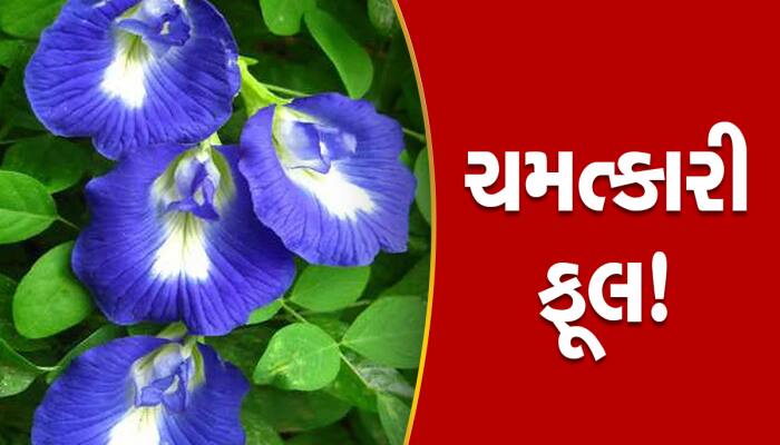 સોમવારે અજમાવો આ ફૂલના ટોટકા, નોટોથી ભરાઈ જશે તિજોરી; દુર થશે આર્થિક સંકટ!