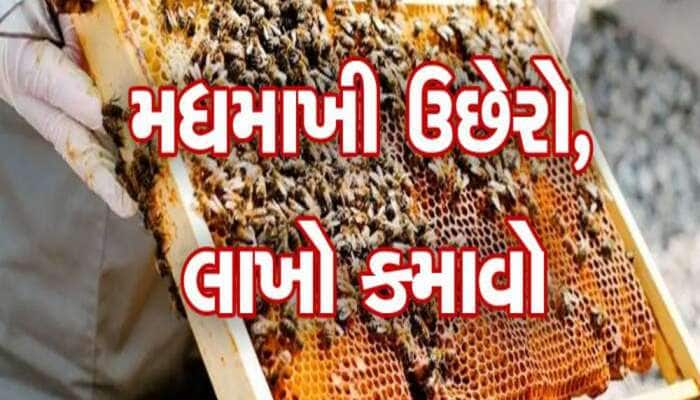 Business Idea: મધમાખી ઉછેરથી કરો મોટી કમાણી, સરકાર આપી રહી છે 75% સુધીની સબસિડી