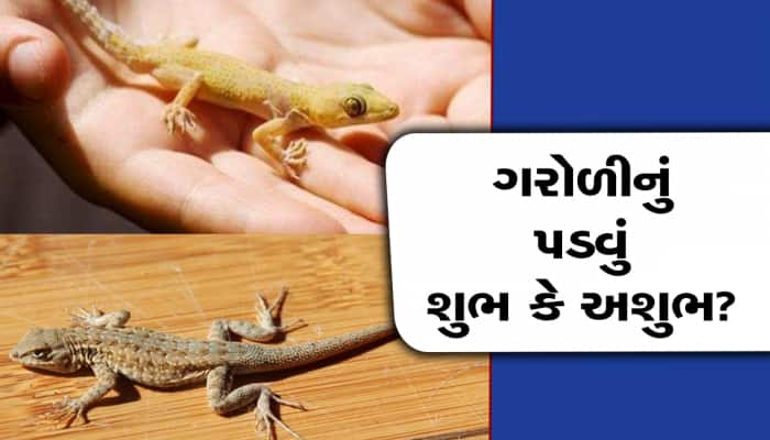 ગરોળી શરીરના આ ભાગ પરપડે ત્યારે મળે છે સત્તા, કયા હિસ્સા પર પડવાથી મળે છે લાભ