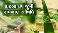 ઉનાળામાં આ સંજીવની છોડ તમારા સૌદર્યને નિખારશે, બીજા ફાયદા તો ખરા જ!!!