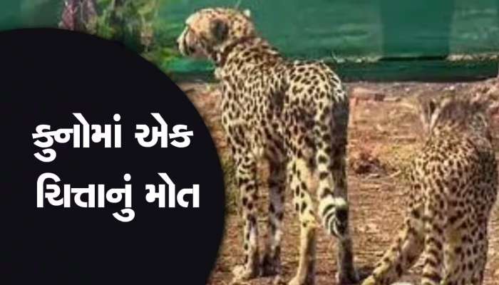 MP News: મધ્ય પ્રદેશના કુનો નેશનલ પાર્કમાં વધુ એક ચિત્તાનું મોત, અત્યાર સુધી ત્રણ ચિત્તાએ ગુમાવ્યા જીવ