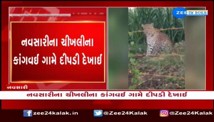 નવસારીના ચીખલીના કાંગવઈ ગામે ખેતરમાં બચ્ચા સાથે દીપડી દેખાતા વન વિભાગ એક્શનમાં 