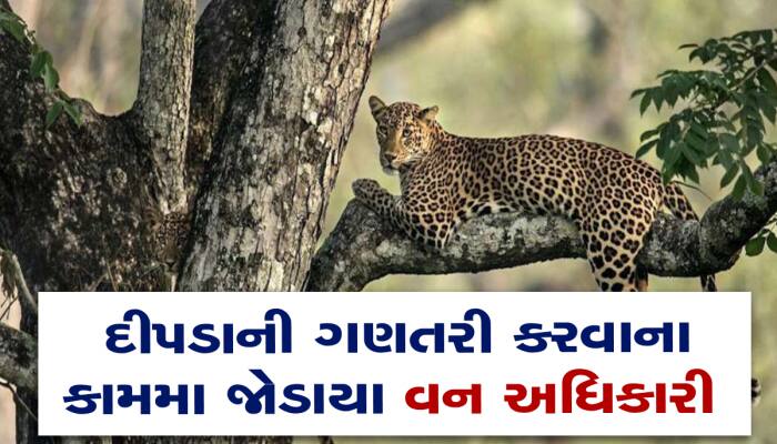ગુજરાતમાં જ્યાં સૌથી વધુ દીપડા છે ત્યાં વન વિભાગનું ગણતરીનું છે ખાસ પ્લાનિંગ 