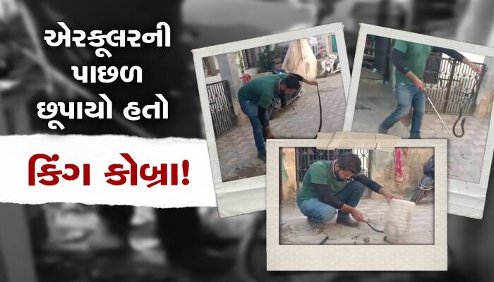 આણંદમાં એરકૂલરની પાછળ છૂપાયો હતો કિંગ કોબ્રા! જુઓ રેસ્ક્યુનો વીડિયો