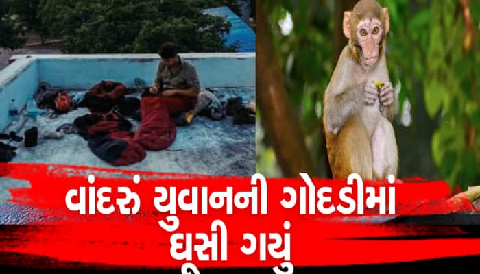 ધાબે સૂતેલા યુવાન સાથે વાંદરાએ કરી આવી હરકત, ઘૂસી ગયું એની ગોદડીમાં  