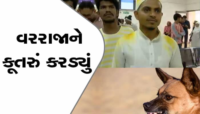 વરરાજાને કૂતરુ કરડ્યું, પીઠી ચોળેલી હાલતમાં સારવાર માટે હોસ્પિટલ પહોંચ્યા