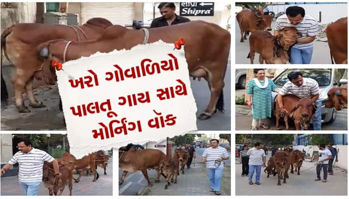 ખરો ગોવાળિયો... પાલતૂ ગાયોને લઈને રોજ મોર્નિંગ વોક પર નીકળે છે આ વ્યક્તિ