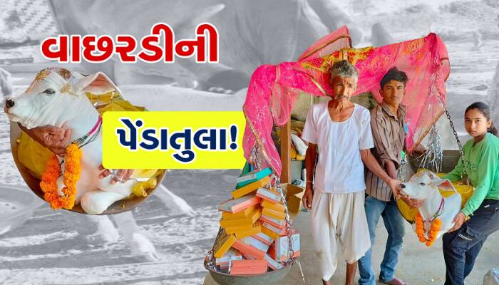 ભાભરમાં ગૌરક્ષાની અનોખી મિસાલ, વાછરડીની કરવામાં આવી પેંડાતુલા!