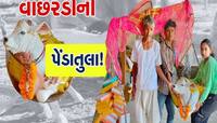 દૂધ જેવી સફેદ વાછરડીના જન્મ પર ખેડૂતે તેની પેંડાથી તુલા કરી, નામ આપ્યું કૃષ્ણ પ્યારી