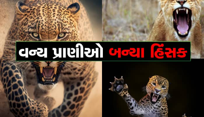 ગુજરાતમાં વન્ય પ્રાણીઓ બન્યા માનવ લોહીના તરસ્યા, અમરેલીમાં સિંહણે રસ્તે જતા યુવક પર 