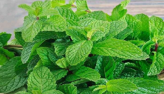 Side Effect Of Mint: આ સમસ્યાઓ હોય તેમણે ન કરવો ફુદીનાનો ઉપયોગ, થઈ શકે છે આડઅસર