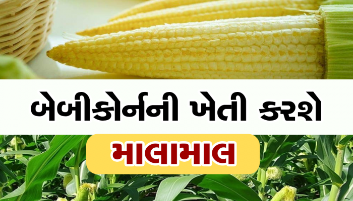 Business Idea: આ બિઝનેસથી કમાઓ 4 ગણો નફો, ગામ અને શહેરમાં બમ્પર ડિમાન્ડ