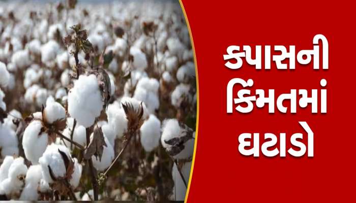 Cotton Price: સફેદ સોનાના ભાવમાં 50 ટકાનો ઘટાડો, ખેડૂતો હોળી કરશે