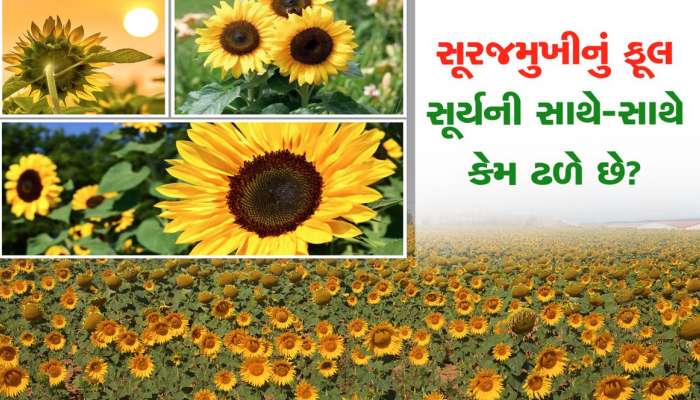 સૂરજમુખીનું ફૂલ સૂર્ય તરફ કેમ ઢળે છે? શા માટે આખો દિવસ ફેરવે છે દિશા?