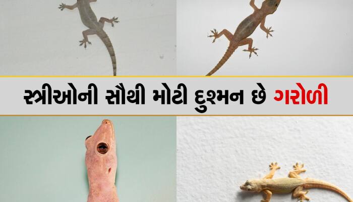 Knowledge: ગરોળીને અટકી અટકીને દોડતી જોઇને ડરવા લાગે છે લોકો, જાણો કેમ કરે છે આમ