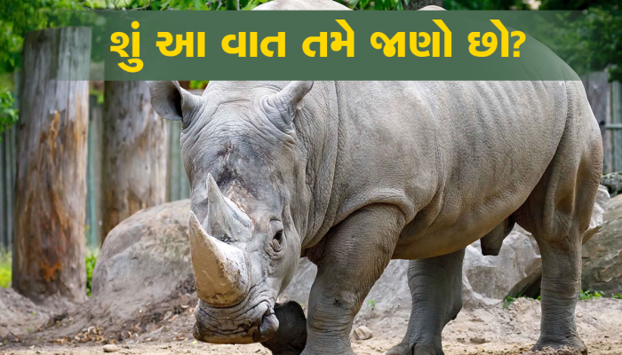 ગેંડાની ચામડીમાંથી બને છે બુલેટપ્રૂફ જેકેટ! જાણો તેનાથી ભલભલી કારતૂસ કેમ પડે છે પાછી?