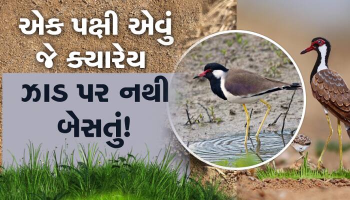 એક પક્ષી જે ચાલે છે અને ઉડે છે, પરંતુ ઝાડ પર બેસતું નથી..! જાણો કયું છે એ પક્ષી