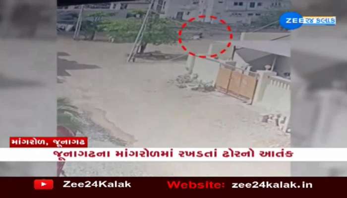 જૂનાગઢના માંગરોળમાં રખડતાં ઢોરનો આતંક, 5-6 લોકોને લીધા અડફેટે