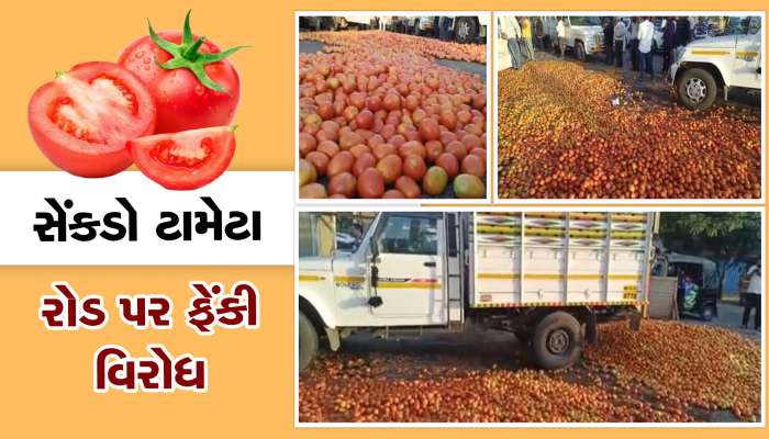નાસિક જિલ્લાના ખેડૂતો નારાજ, યોગ્ય ભાવ ન મળતા સેંકડો ટામેટા રોડ પર ફેંક્યા