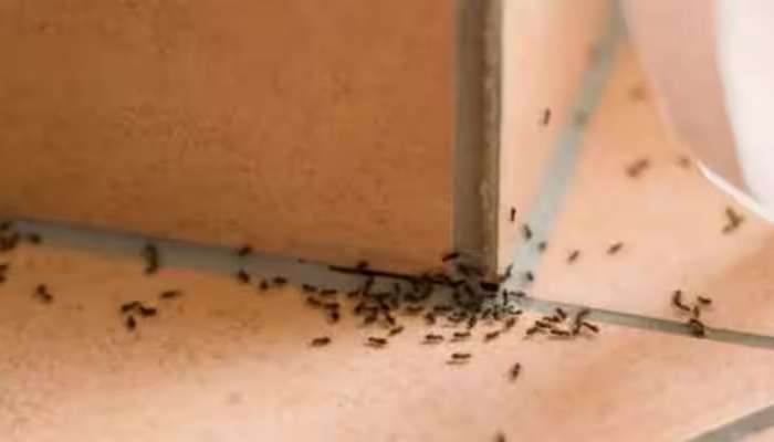 Get Rid Of Ants: ઘરમાં આવતી કીડીઓથી એકવારમાં મેળવવી હોય મુક્તિ તો કરો આ સરળ કામ