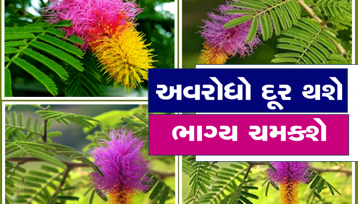 Shami Ke Upay: શનિવારે સાંજે સૂર્યાસ્ત બાદ કર્યું તો બની જશો ધનવાન, જીવનમાં થશે પૈસાનો વરસાદ