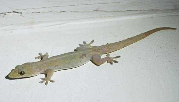 Get Rid of Lizards: ગરોળીઓ ઘરમાંથી થઈ જશે ગાયબ, બસ કરી લો આ એક સરળ કામ 