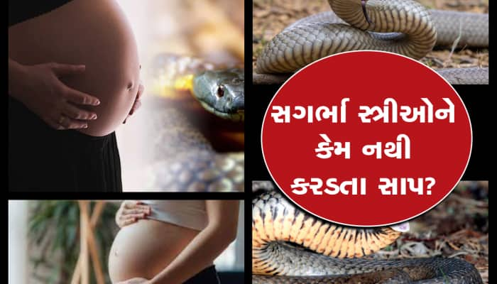 તમે જાણો છો, સગર્ભા સ્ત્રીઓથી ફફડી જાય છે સાપ? ખૂબ જ વિચિત્ર છે કારણ