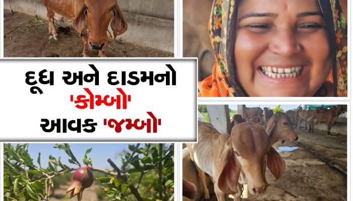 દૂધ અને દાડમમાંથી વર્ષે 18 લાખની કમાણી, જાણો દાલોદ ગામના રંજનબેન અને જગદીશભાઈની સફળતાની કહાની