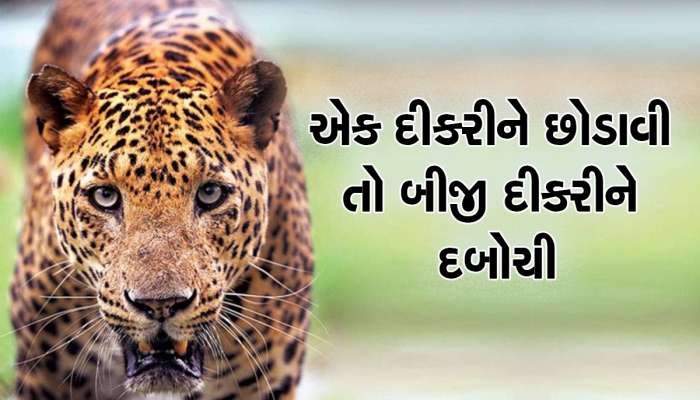 'બહાદુર પિતા' દીકરીઓને બચાવવા માટે પિતાએ દીપડા સાથે ભીડી બાથ, જબરદસ્ત છે ઘટના