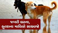 કૂતરું ભસ્યું અને ગાય દોડીને સ્કૂટરને અથડાઈ, હવે કૂતરાના માલિક સામે થઈ ફરિયાદ