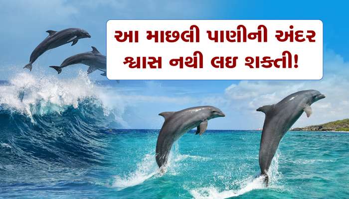 પાણીની અંદર શ્વાસ નથી લઇ શકતી આ માછલી, જાણીને દંગ રહી જશો