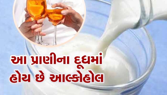 આ પ્રાણીના દૂધમાં આલ્કોહોલ હોય છે, પીવાથી વ્હિસ્કી કરતા પણ વધુ નશો ચઢે છે