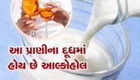 આ પ્રાણીના દૂધમાં આલ્કોહોલ હોય છે, પીવાથી વ્હિસ્કી કરતા પણ વધુ નશો ચઢે છે