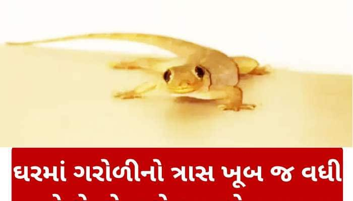 ગરોળી ઘરમાંથી ઉભી પૂંછડીયે ભાગી જશે, આટલું કરો તમને પાપ પણ નહી લાગે