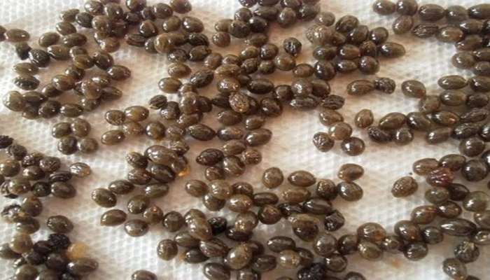 Papaya Seeds: પાકા પપૈયાના બી પણ હોય છે ગુણકારી, તેના ચૂર્ણથી અનેક બીમારી થશે દુર