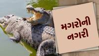 વડોદરા બાદ આ શહેર બન્યું મગરોનું નગર, આંકડો જોઈ કહેશો કે આટલા તો રખડતા શ્વાન પણ નથી
