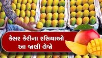 ભીમ અગિયારસ નજીક આવતા પોરબંદર માર્કેટિંગ યાર્ડ કેસરી કેરીથી ઉભરાયું, જાણો શું છે ભાવ
