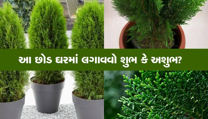 Vastu Plant Tips: મની પ્લાન્ટ કરતા પણ અનેકગણી ઝડપે પૈસા આકર્ષે છે આ છોડ